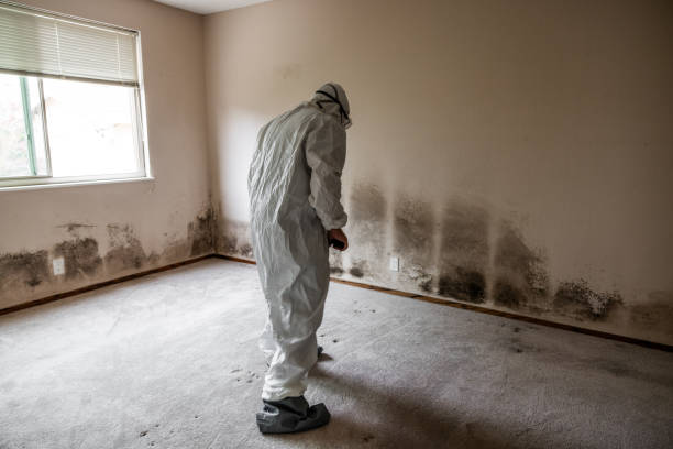 Forensic Mold Investigation in Dundee, FL