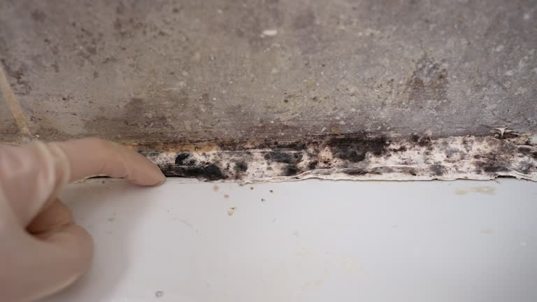 Best Basement Mold Removal  in Dundee, FL